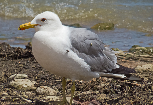 California Gull 2.jpg